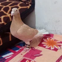 کبوتر|پرنده|اهرم, |دیوار