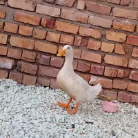 اردک