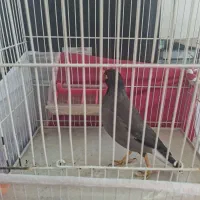 یک عددمیناسخنگو