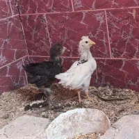 جوجه گلین