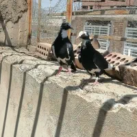 کفتر برای پروندن