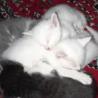 ۳ تا گربه سفید