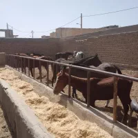 خرید فروش مادیون ونریان