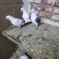 کبوتر|پرنده|دورود, |دیوار