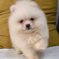 توله پت خانگی