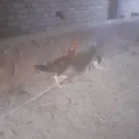 تعدادی مرغ و خروس