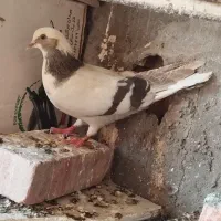 آبی عرب ماده اویناخ