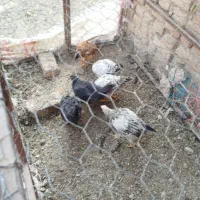 جوجه 4ماهه سرحال با بهترین آذوقه