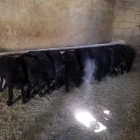 بره نرمشکی