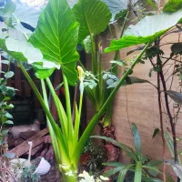 ۲عدد گل بابا آدم زیبا