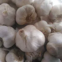 سیر فروشی