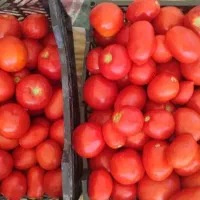 گوجه درجه یک علا حراج