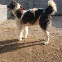 الابای و سرابی