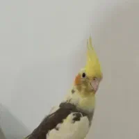 جوجه عروس هلندی