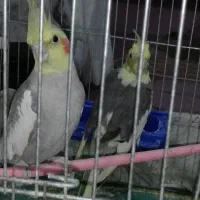 پرنده|پرنده|کرمان, |دیوار