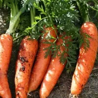 کارگر برای چیدن هویج و لوبیاشهرهای اطراف سنندج