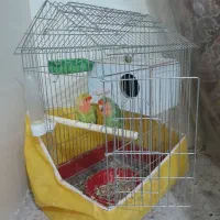 طوطی برزیلی