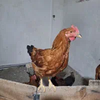 مرغ و خروس نیمچه