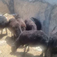 قیزیل قویون