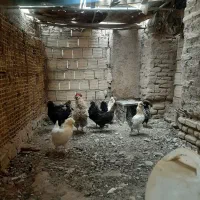 تخم نطفه دار زینتی