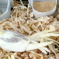 جوجه عروس هلندی