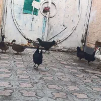 مرغ مشکی خروس چهل تاج اردک  کله سبز