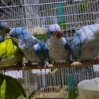 راهب رنگای خاص