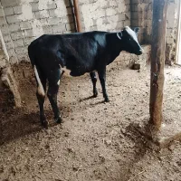 گوساله