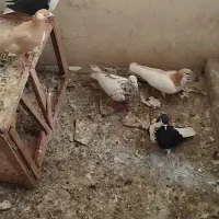کبوتر