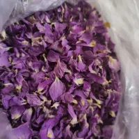 غنچە گل محمدی