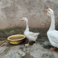 غوغاز لیندا