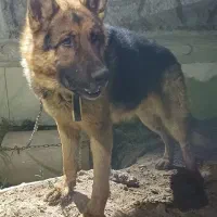 سگ ژرمن