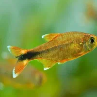 تعدادی ماهی مناسب اکواریوم پلنت