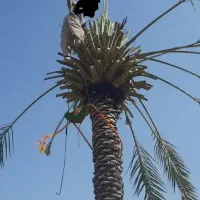 علفزنی هرسکاری و قطع درخت خشکیده مزاحم با اره برقی