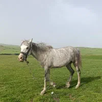 فروش‌‌اسب‌مادیون‌