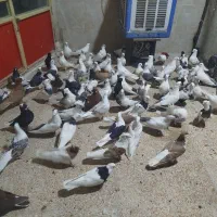 گله کبوتر