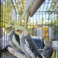 عروس هلندی خوش آواز