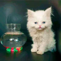 بچه گربه پرشین