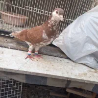 کفتر ساده افشون و چپ با جوجه