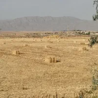 پرس جو