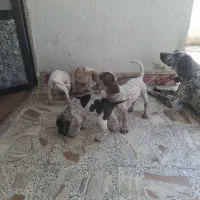 توله سگ شکاری مناسب اموزش