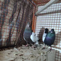 نروماده سینه ای با جوجه