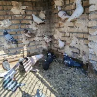 کفتربوم پرشی ب ضمانت همه چی