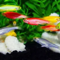 زبرا رنگی حراج به قیمت عمده