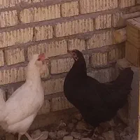مرغ
