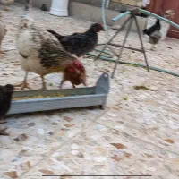 مرغ تخم گذار و زبر زرنگ