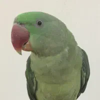 شاه طوطی*گرینچیک*ملنگو