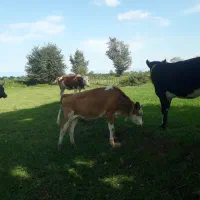 گاو شکم دار ۵ ماه حامله سیمینتال