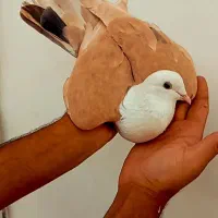 کلاغ