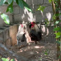 مرغ و خروس